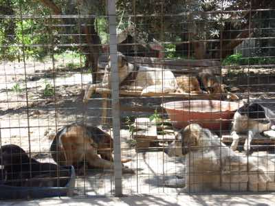 www.mesahaykoder.de - Tierschutzverein - Özdere Türkei