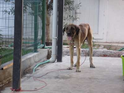 www.mesahaykoder.de - Tierschutzverein - Özdere Türkei