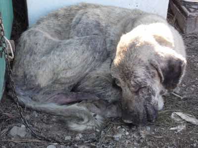 www.mesahaykoder.de - Tierschutzverein - Özdere Türkei