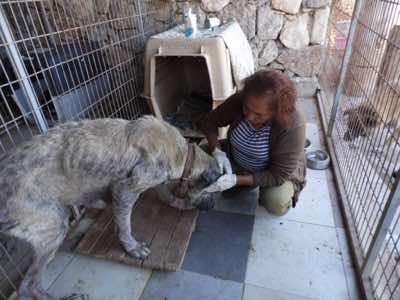 www.mesahaykoder.de - Tierschutzverein - Özdere Türkei