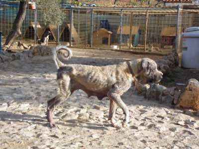 www.mesahaykoder.de - Tierschutzverein - Özdere Türkei