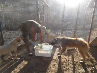 www.mesahaykoder.de - Tierschutzverein - Özdere Türkei