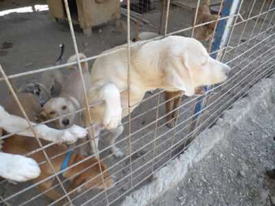 www.mesahaykoder.de - Tierschutzverein - Özdere Türkei