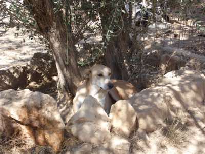 www.mesahaykoder.de - Tierschutzverein - Özdere Türkei