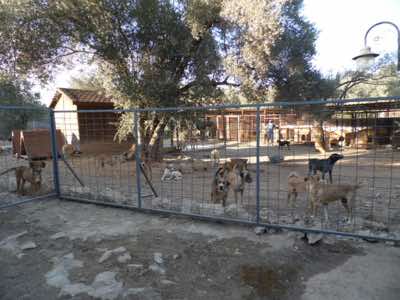 www.mesahaykoder.de - Tierschutzverein - Özdere Türkei