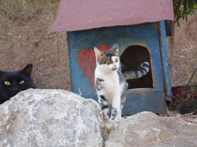 www.mesahaykoder.de - Tierschutzverein - Özdere Türkei