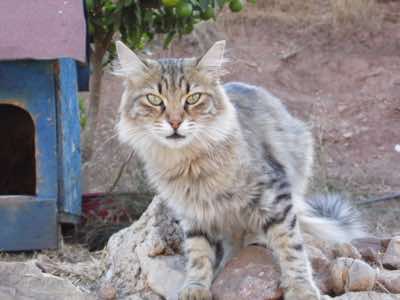 www.mesahaykoder.de - Tierschutzverein - Özdere Türkei