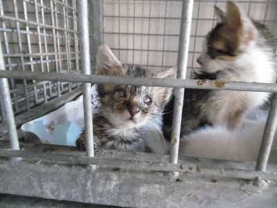 www.mesahaykoder.de - Tierschutzverein - Özdere Türkei